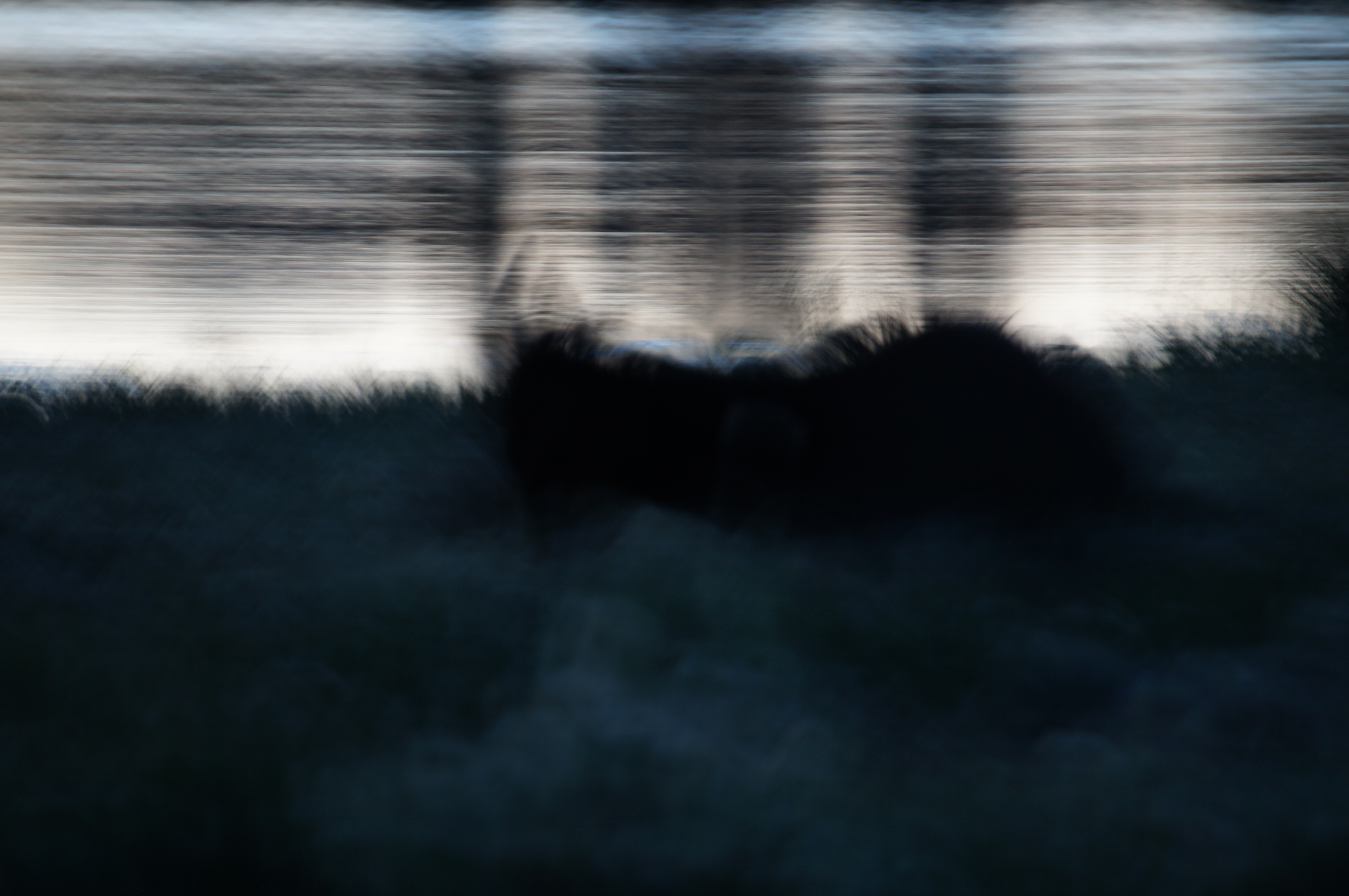 blurry-creature-photo
